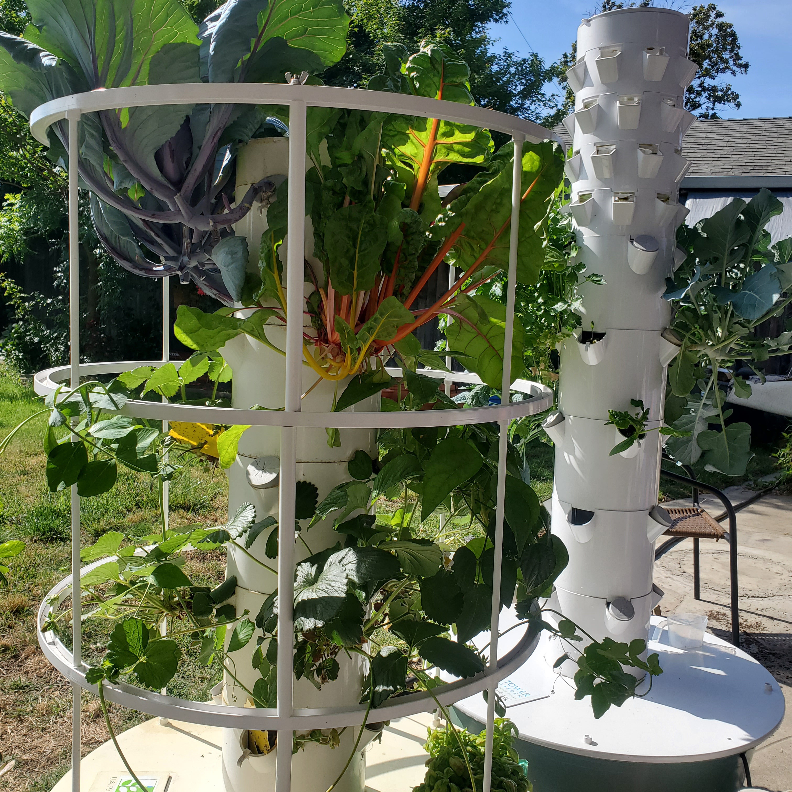 My Tower Garden Life